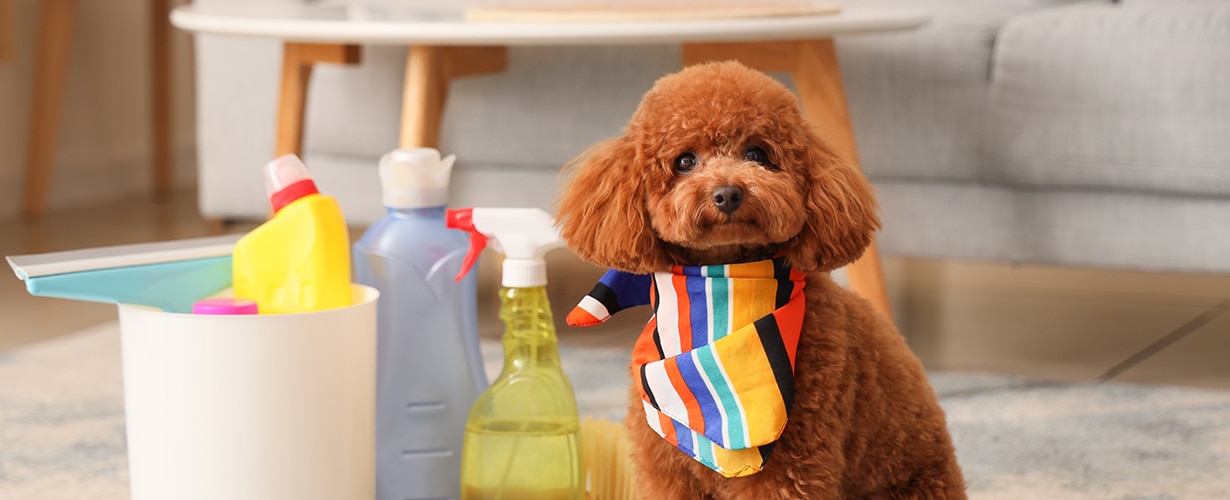 C&oacute;mo eliminar los olores de mascotas y mantener tu hogar fresco