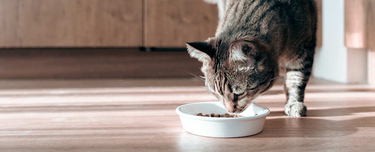 ¿Cómo elegir la mejor comida para gatos? Guía esencial para dueños responsables