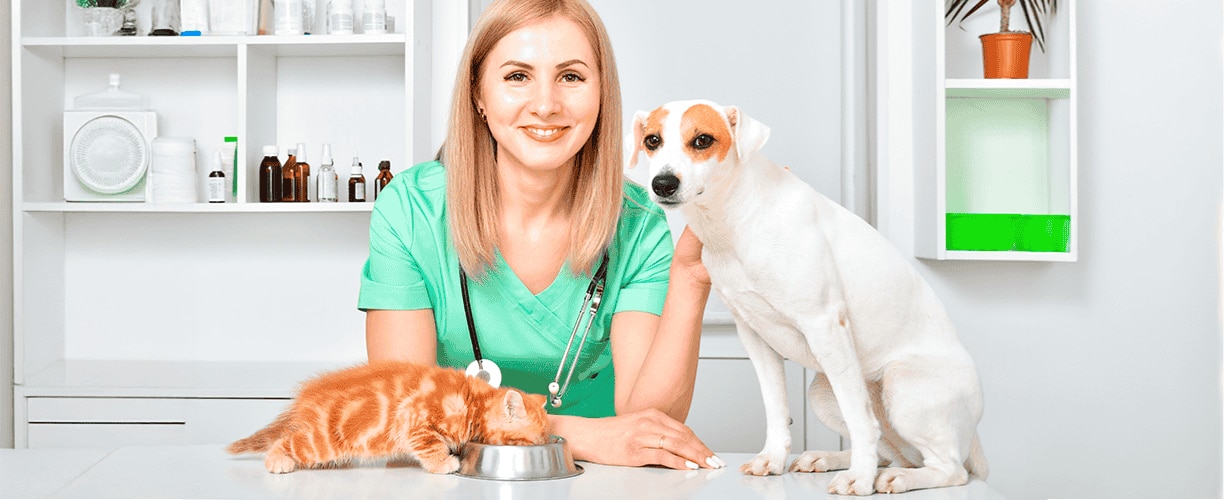 Problemas dentales comunes en mascotas y c&oacute;mo prevenirlos