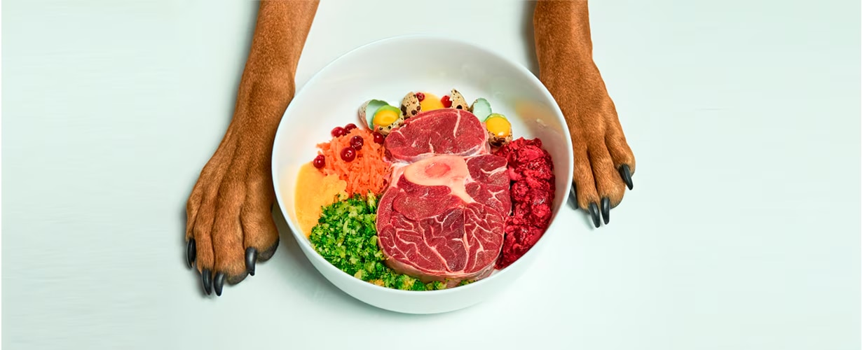 &iquest;Sab&iacute;as que la calidad de vida de tu perro depende en gran medida de la alimentaci&oacute;n?